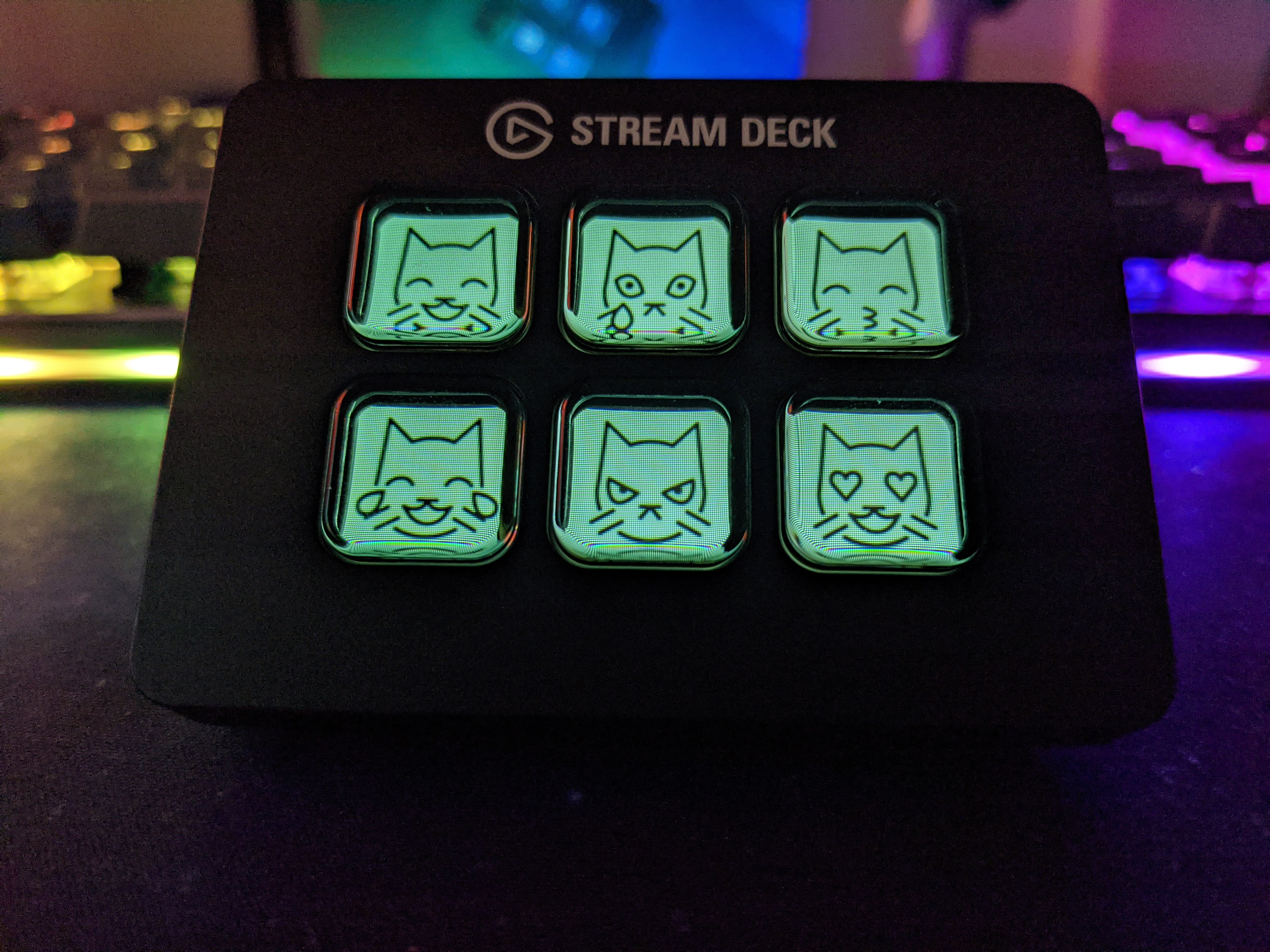 six cat faces